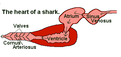 Dogfish shark characteristics Flashcards | Easy Notecards