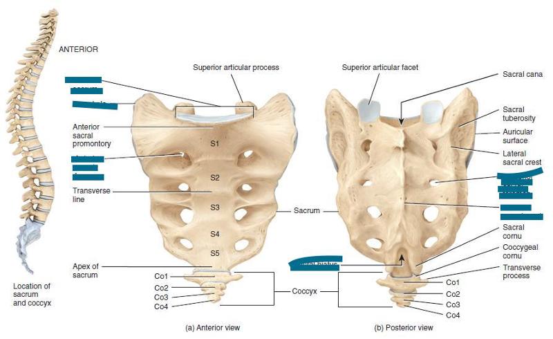 Sacrum, Muscles of Deep Back and Skull Flashcards | Easy Notecards