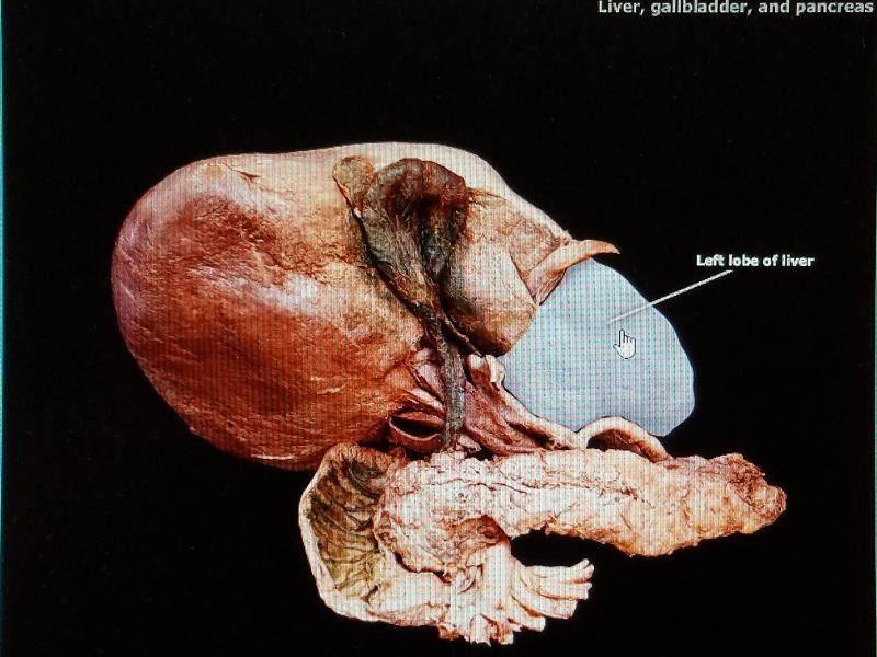 Print BIO 272_Digestive System Lab Exam Study Guide flashcards | Easy