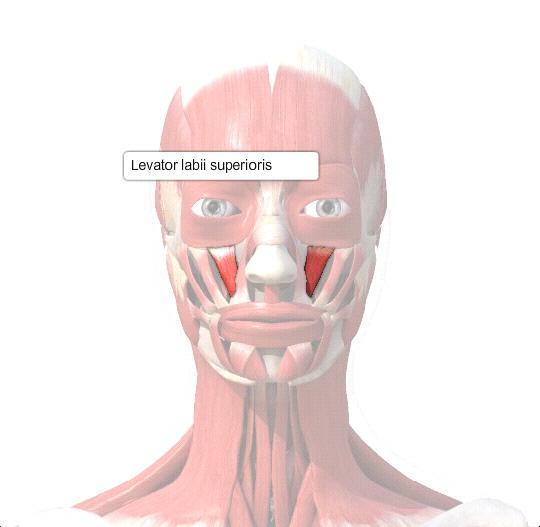 Muscles Part 1 Flashcards | Easy Notecards