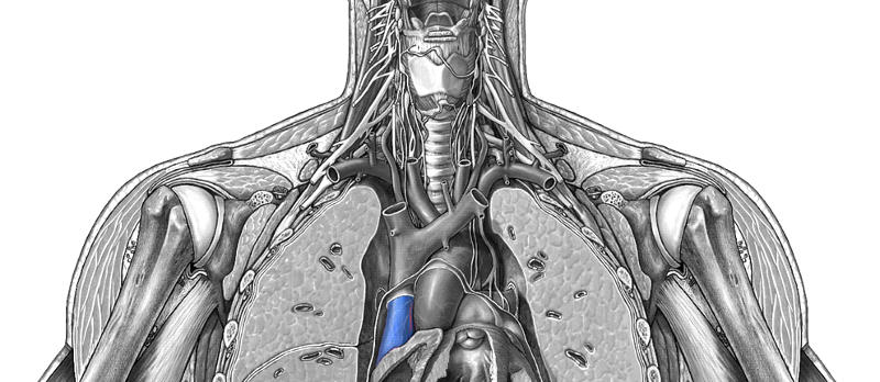 Blood Vessels (Veins and Arteries) Flashcards | Easy Notecards