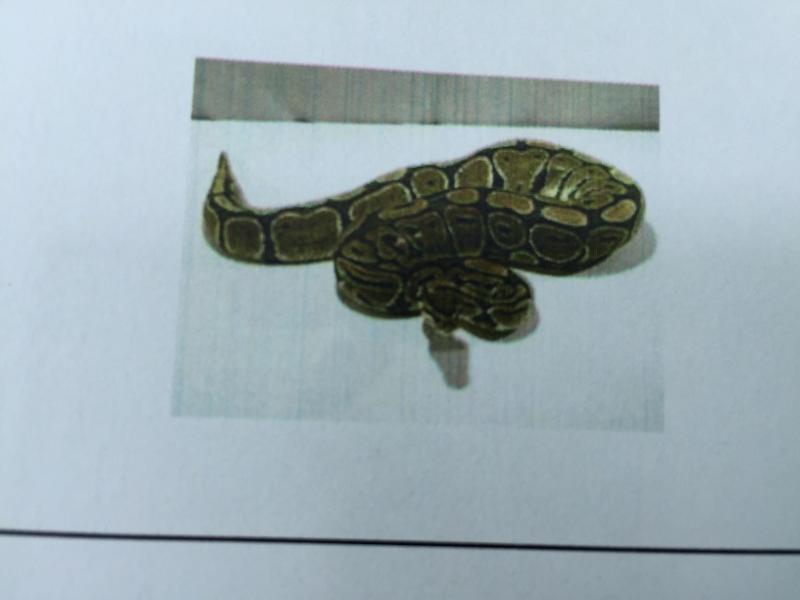 Topics Highlights Exam 1 Flashcards | Easy Notecards