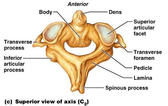 Spine Flashcards | Easy Notecards
