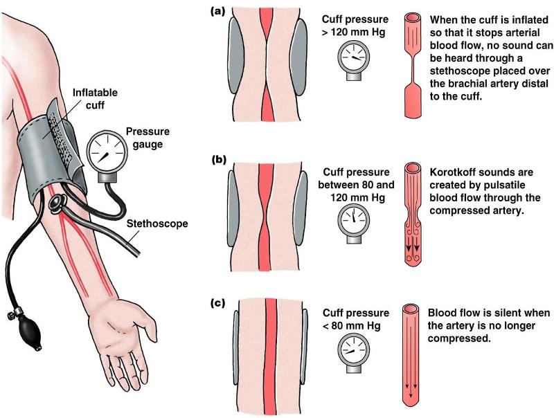 Print Human Physiology Chapter 15 Flashcards Easy Notecards