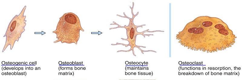 What is the function of an osteocyte?