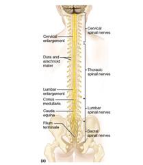 Print Nervous Tissue, The spinal cord and Spinal Nerves, and The brain
