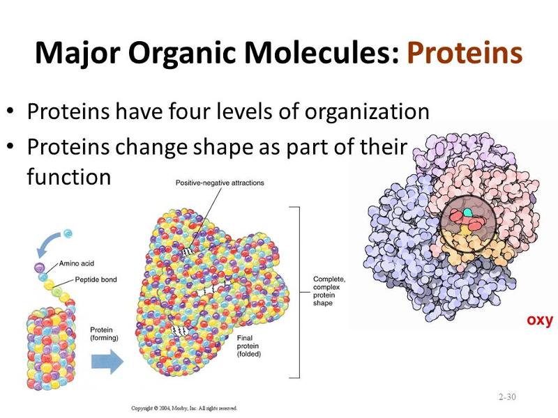 Chapter 2 The Chemistry Of Life Concept Map Answer Key Map