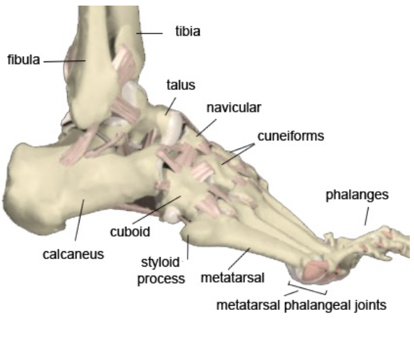 Styloid Process Foot