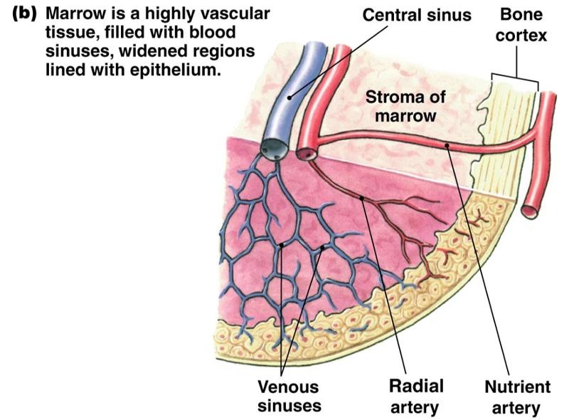 Print Human Physiology chapter 16 flashcards | Easy Notecards