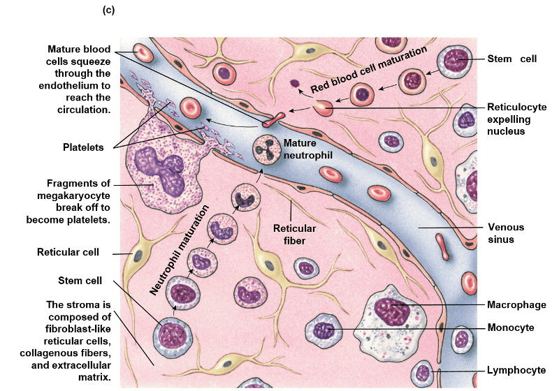 Print Human Physiology chapter 16 flashcards | Easy Notecards