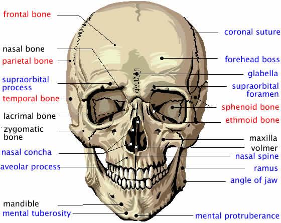 Print Anatomy & Physiology: Skin & Skeletal system flashcards | Easy