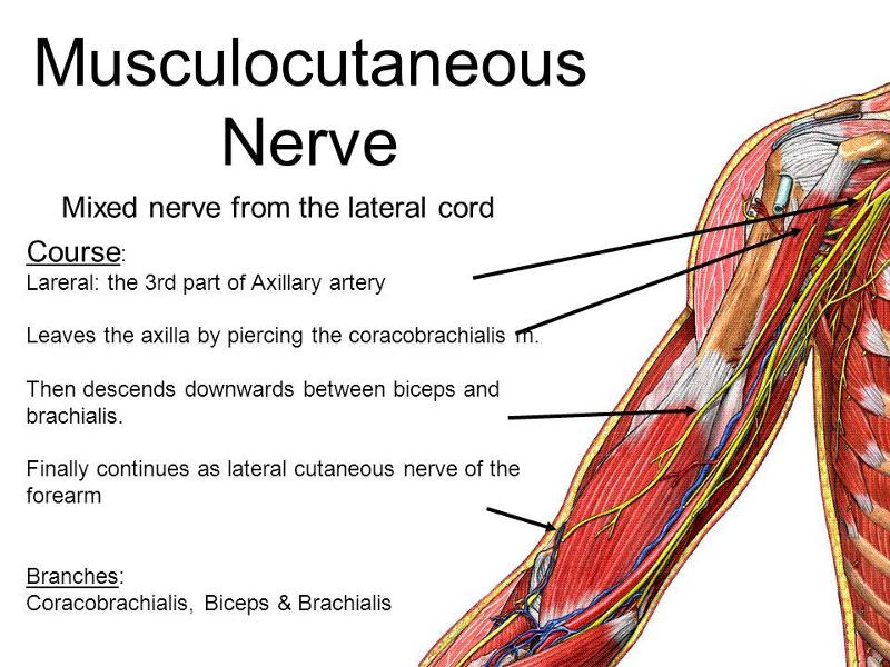 Nerves of the Upper Limb Flashcards | Easy Notecards