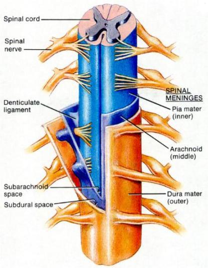 Print Nervous Tissue, The spinal cord and Spinal Nerves, and The brain