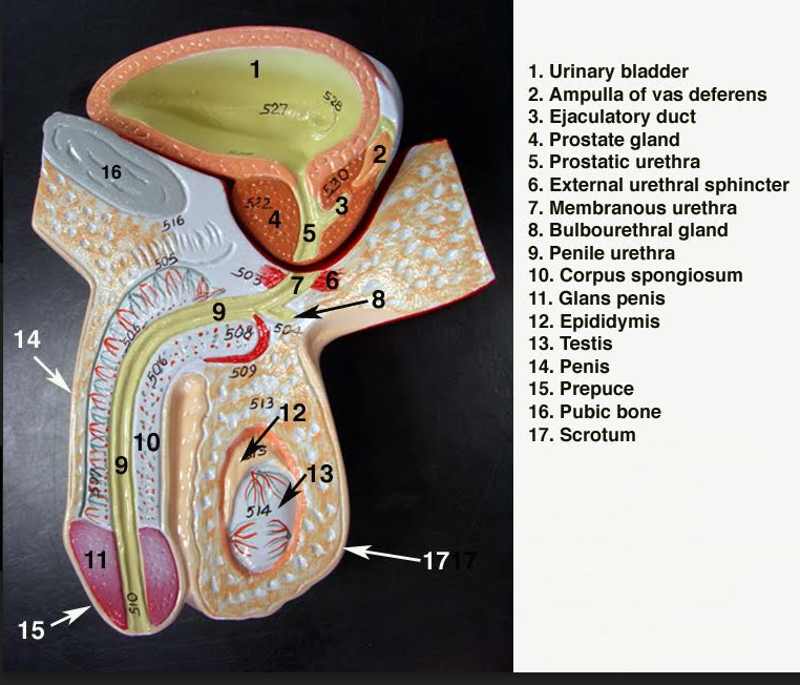 Print Chapter 27: The Reproductive System flashcards | Easy Notecards