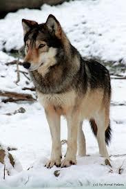 image of Wolf_Lover