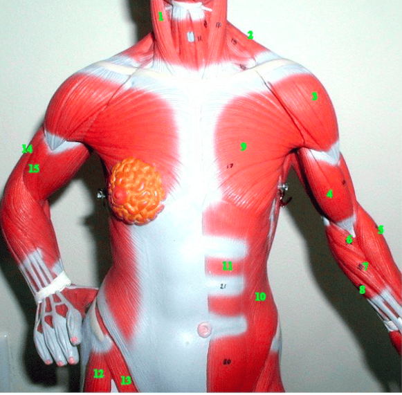 Print Lab Practical Chapter 25: Muscles that Move the Superior