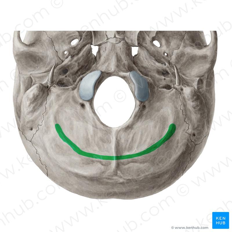 Print skull cummulative flashcards | Easy Notecards