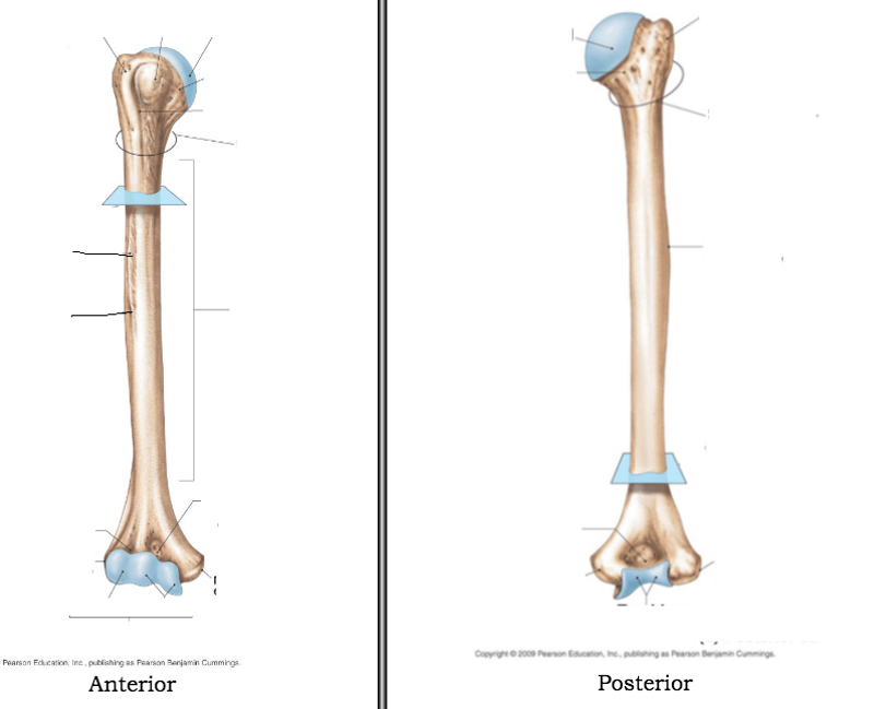 Print Bones of the Upper Limb flashcards | Easy Notecards