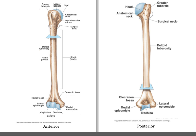 Bones of the Upper Limb Flashcards | Easy Notecards