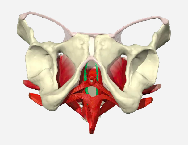 Pelvic floor Flashcards | Easy Notecards