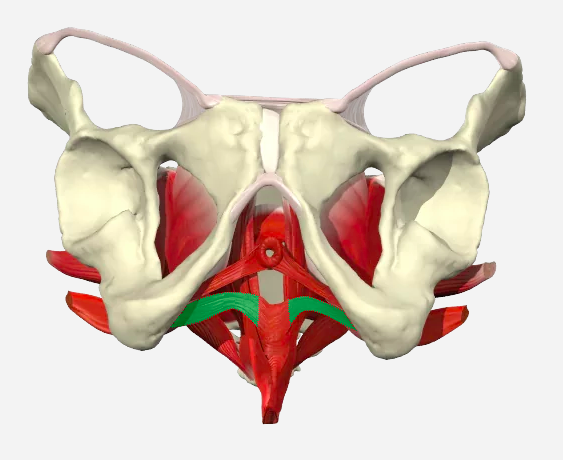 Pelvic floor Flashcards | Easy Notecards
