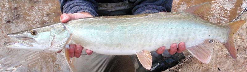 Print ENR 4610 Fauna Quiz flashcards Easy Notecards