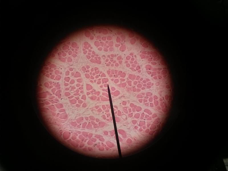 Print Bio Lab Slides flashcards | Easy Notecards