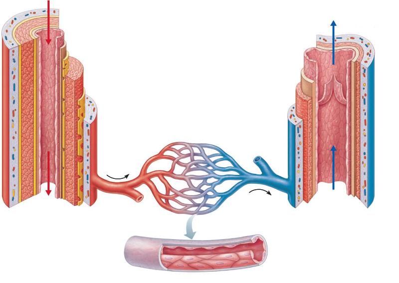 Easy Notecards These Vessels May Be Continuous or Fenestrated