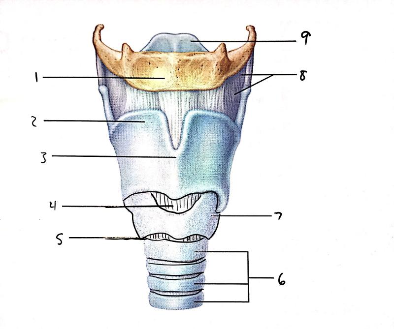 Anatomy of the Respiratory System (ex 36) Flashcards | Easy Notecards