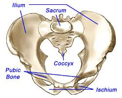 Print Anatomy & Physiology: Skin & Skeletal system flashcards | Easy