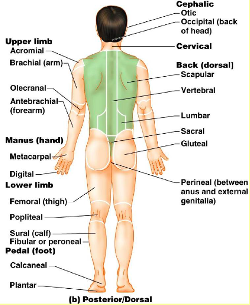 Human Body Orientation Lecture Flashcards | Easy Notecards front of the knee diagram 