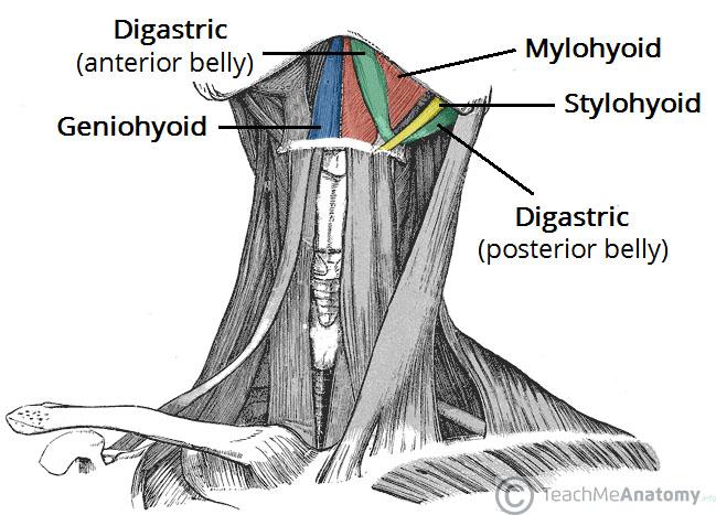 Muscles of the Head and Neck Flashcards | Easy Notecards