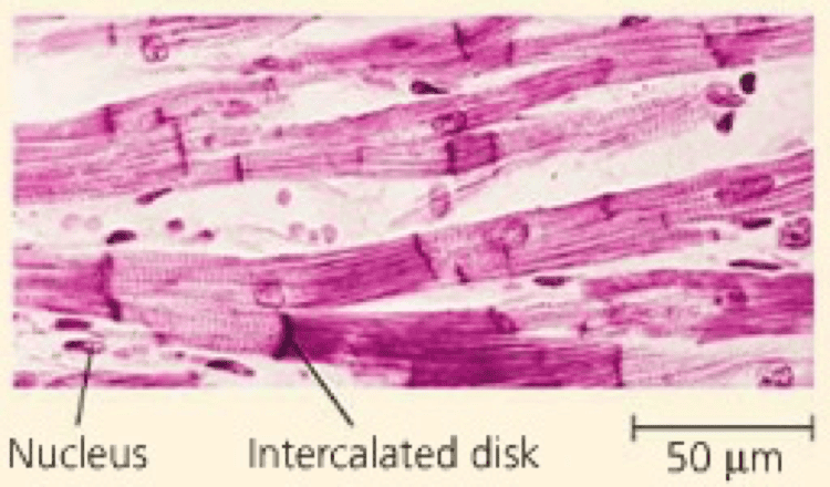 BIO Lab Practical Flashcards | Easy Notecards