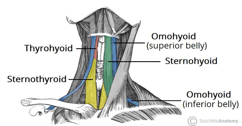 Muscles of the Head and Neck Flashcards | Easy Notecards