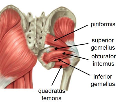 GSU Muscles of the hip and thigh Flashcards | Easy Notecards