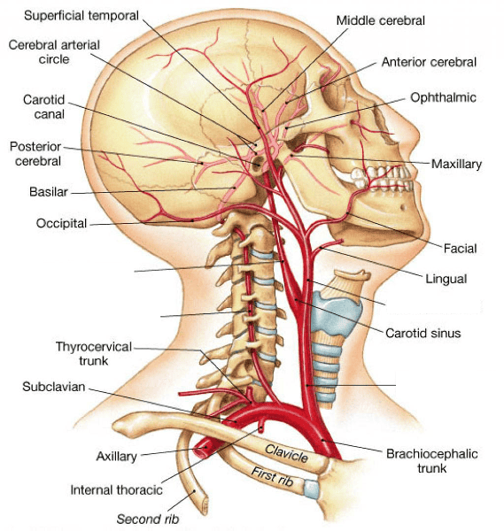 Muscles of the Head and Neck Flashcards | Easy Notecards