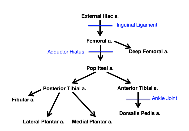 Lower Limb Blood Supply Flow Chart