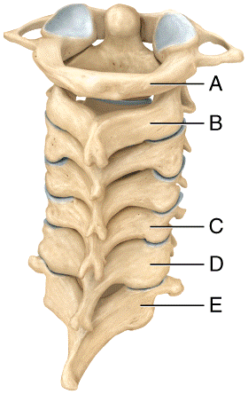 Multi choice, The Skeletal system: The Axial Skeleton Flashcards | Easy