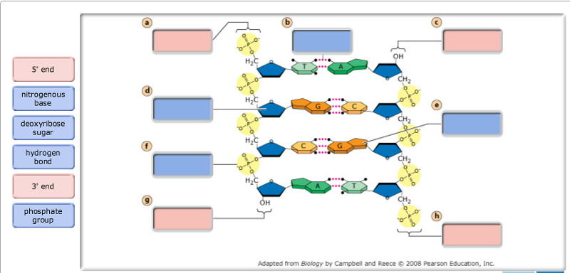 Exam 3 Chs 5 Dna Structure And Replication Machinery 16 The Molecular Basis Of Inheritance Flashcards Easy Notecards