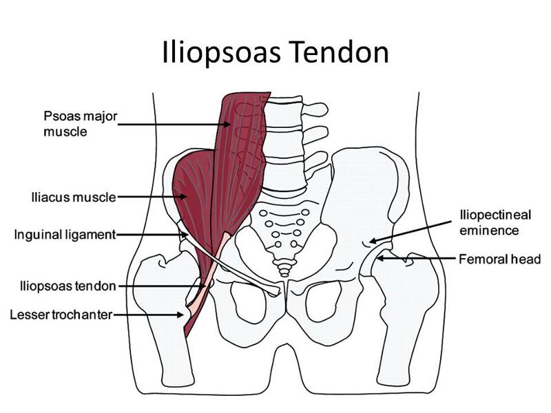 Muscles Part 9 Flashcards Easy Notecards