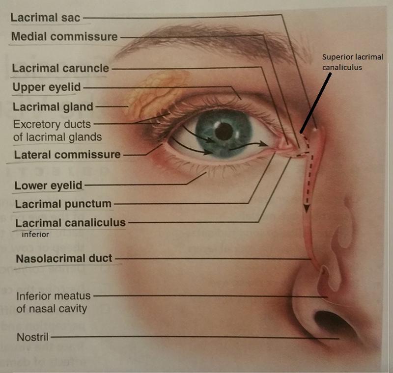 Print Activity 1: Anatomy of the Eye and Identifying Accessory Eye