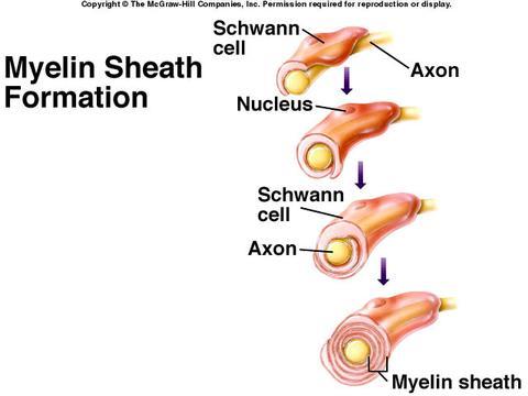The Nervous System Flashcards | Easy Notecards
