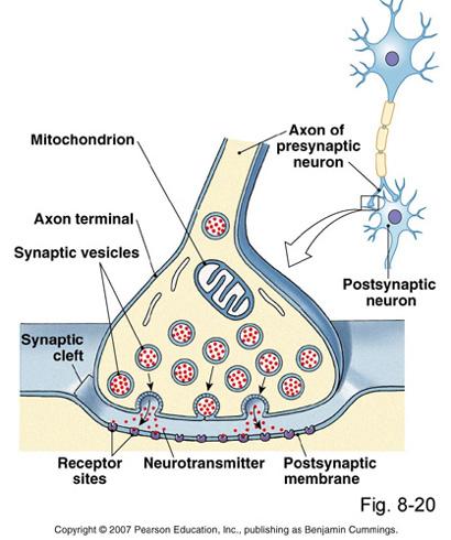 Print The Nervous System flashcards | Easy Notecards