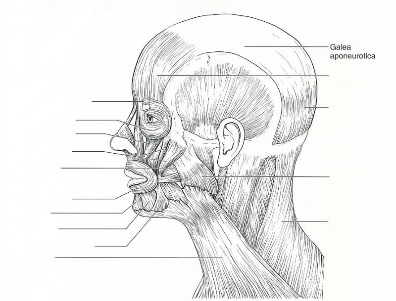 Print Exercise 15: Gross Anatomy of the Muscular System flashcards