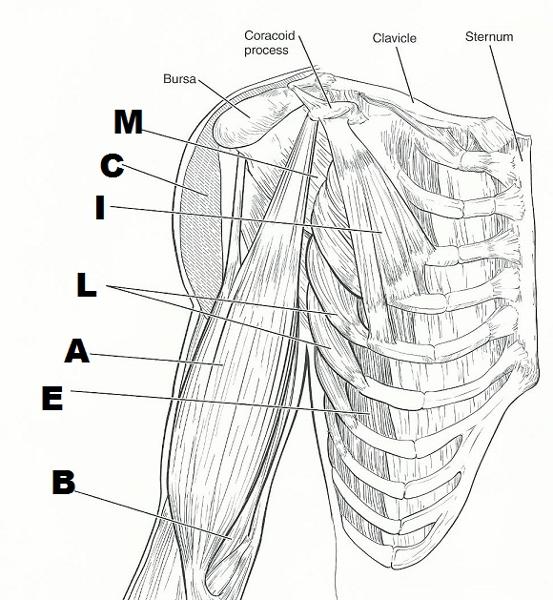 Pectoral Girdle (Photo) - Gross Anatomy Flashcards