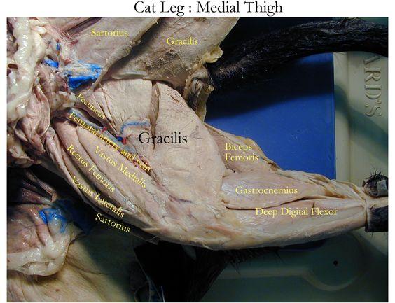 Lab Practical Muscles Flashcards | Easy Notecards