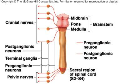 Autonomic Nervous System Flashcards | Easy Notecards