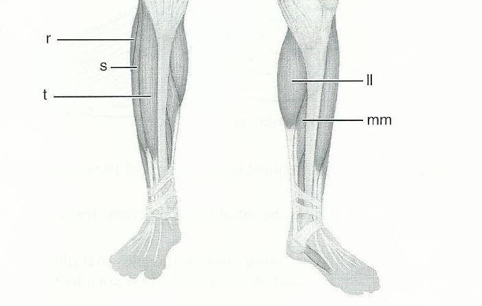 Exercise 15: Gross Anatomy of the Muscular System Flashcards | Easy