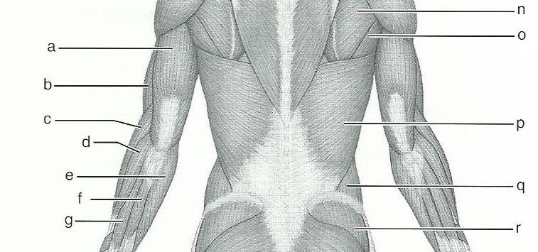 Exercise 15 Gross Anatomy of the Muscular System