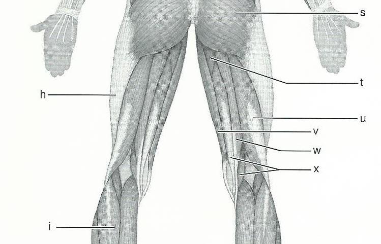 Print Exercise 15: Gross Anatomy of the Muscular System flashcards